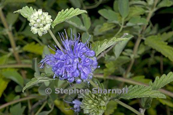 caryopteris incana 2 graphic